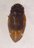 Tomaspisinella caligata